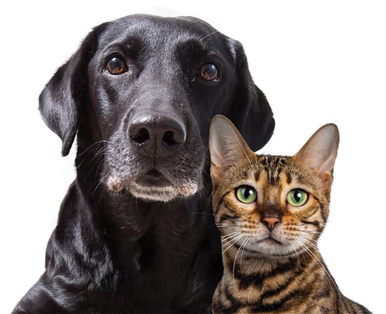 Image. Black Labrador Retriever and leopard print, short-haired cat sit next to each other, facing forward.